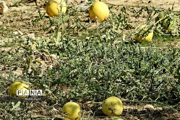 طبیعت زیبای بند ریگ فراشبند