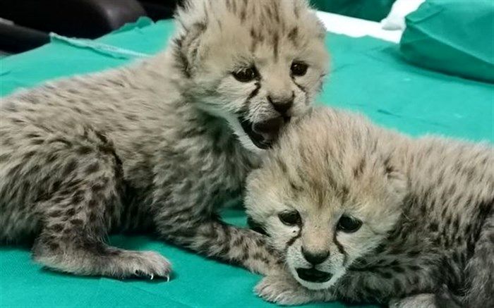 آخرین وضعیت توران و آذر