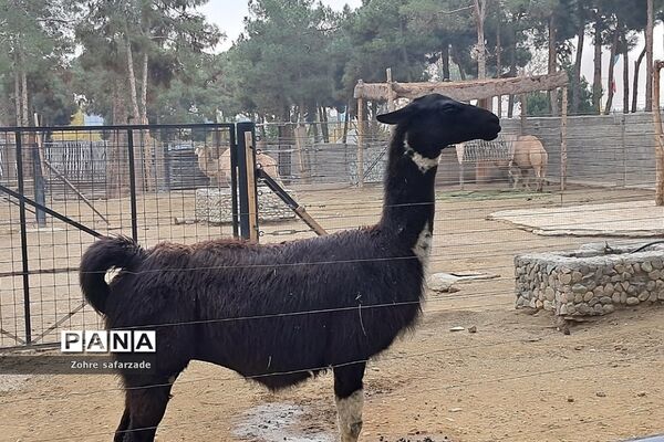 باغ وحش ارم در یک روز تعطیل  پاییزی