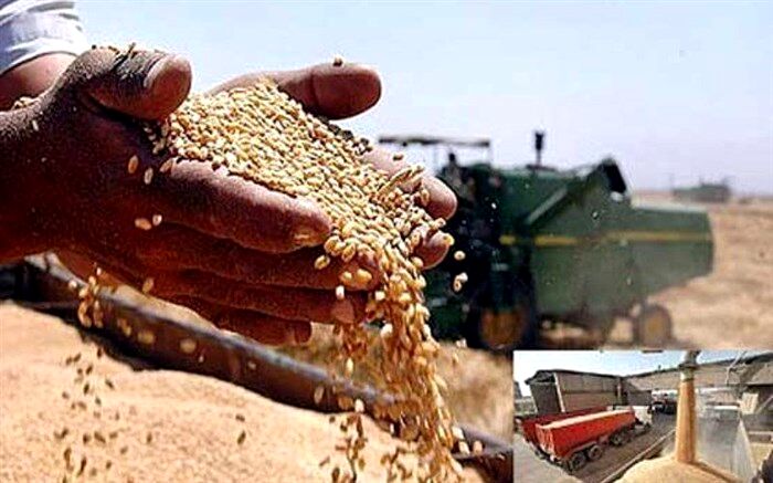 هدف کشت قراردادی گندم، خوداتکایی در تولید و حمایت از کشاورزان است