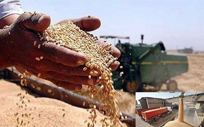 هدف کشت قراردادی گندم، خوداتکایی در تولید و حمایت از کشاورزان است
