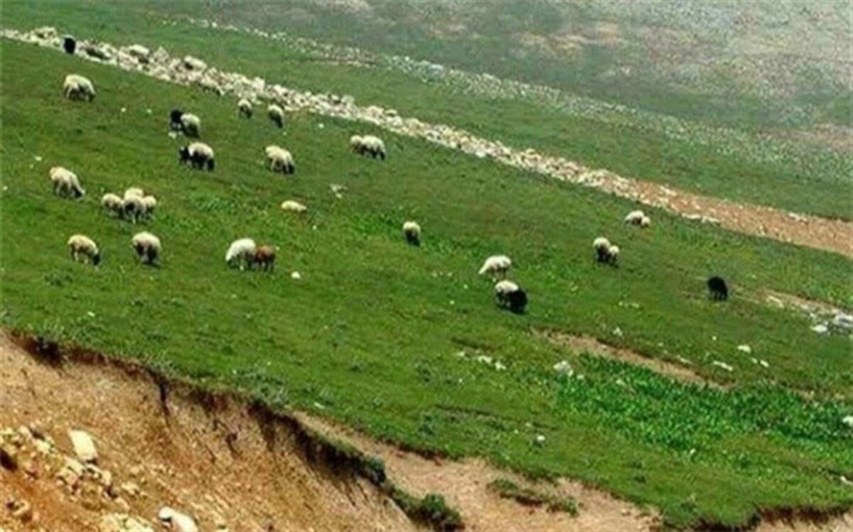 پیش‌بینی اصلاح و احیای ۱۰۱ هزار هکتار اراضی مرتعی کشور