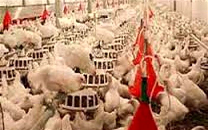 ارائه تسهیلات با نرخ سود ۱۰ درصد به مرغداران