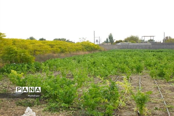 بازدید از مزرعه کرفس شهر جوادآباد