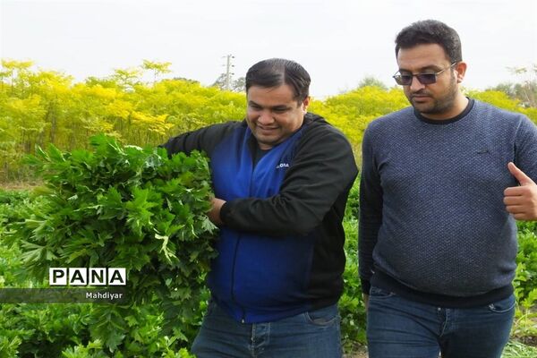 بازدید از مزرعه کرفس شهر جوادآباد
