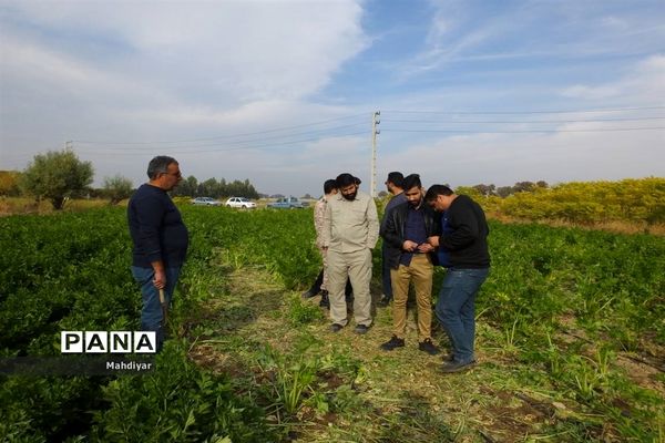 بازدید از مزرعه کرفس شهر جوادآباد