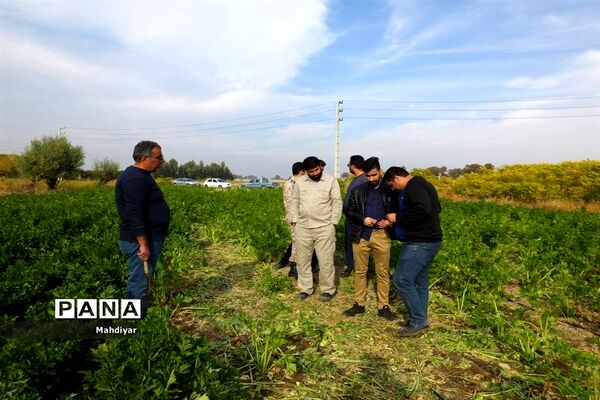 بازدید از مزرعه کرفس شهر جوادآباد