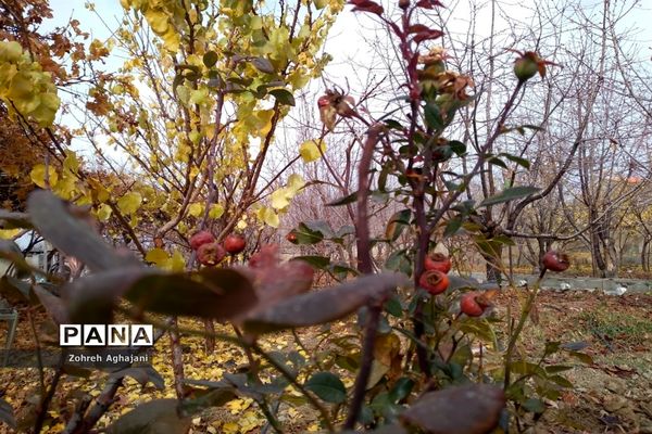 آخرین روزهای پاییزی در روستای بیدهند قم