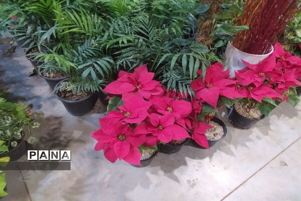 نمایشگاه یلدایی گل و گیاه و صنایع دستی در قم