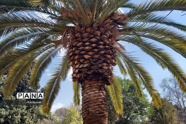 آشنایی‌ با باغ ارم شیراز