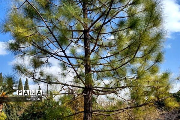 آشنایی‌ با باغ ارم شیراز
