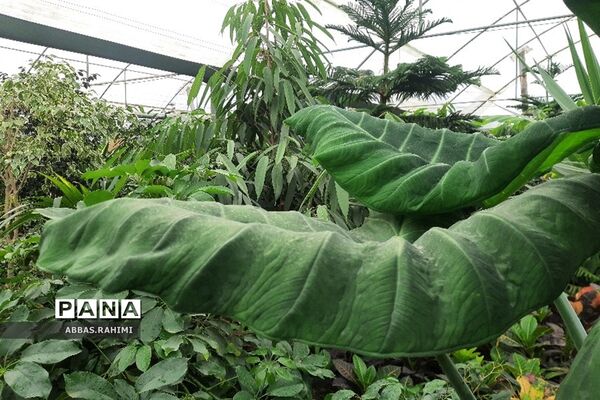 گلخانه‌های شهرستان  پاکدشت