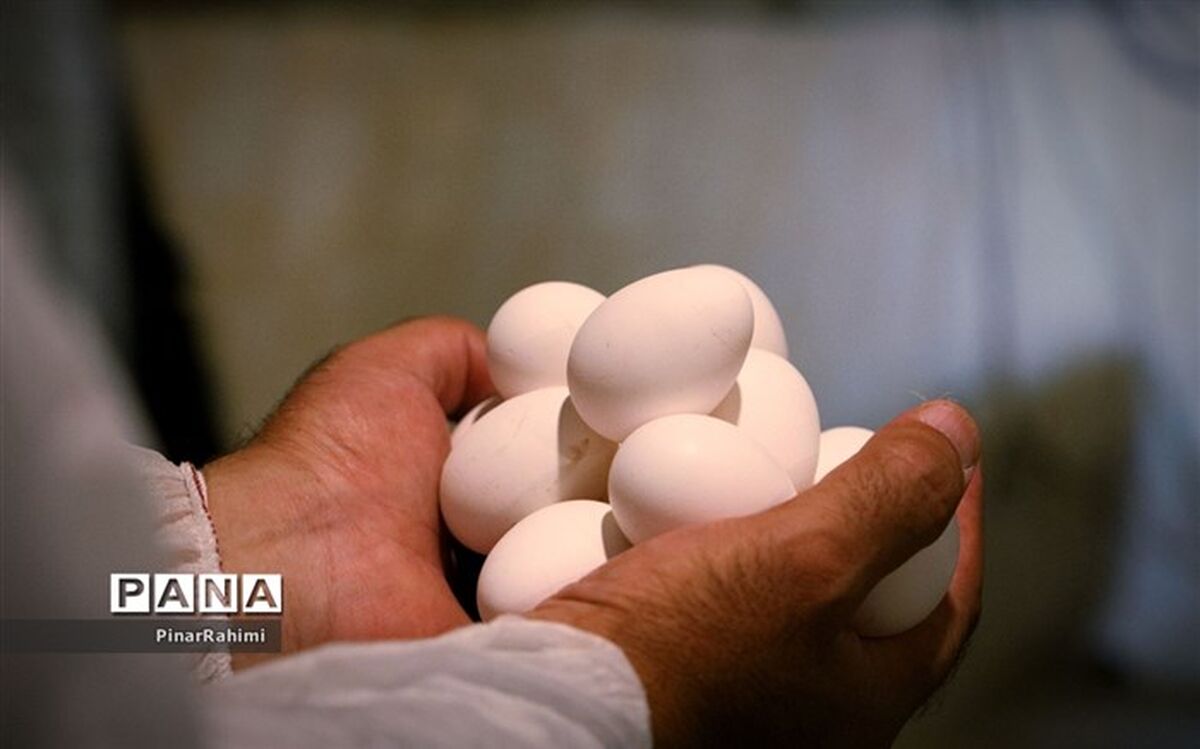 نرخ مصوب تخم‌مرغ به میادین عرضه شهرداری تهران هنوز اعلام نشده است