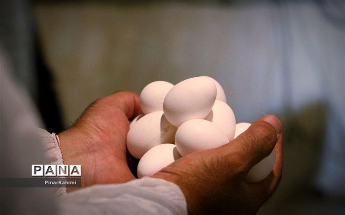 نرخ مصوب تخم‌مرغ به میادین عرضه شهرداری تهران هنوز اعلام نشده است