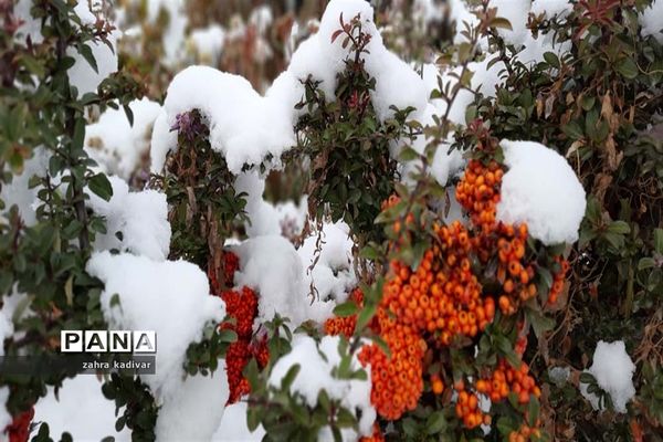 روز برفی در آباده