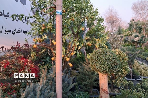 زیبایی‌های بازار گل محلاتی تهران