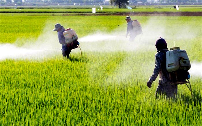 تولید آفت‌کش داخلی از سموم وارداتی چین و هند بهتر است