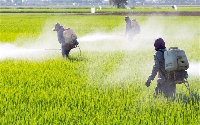 تولید آفت‌کش داخلی از سموم وارداتی چین و هند بهتر است