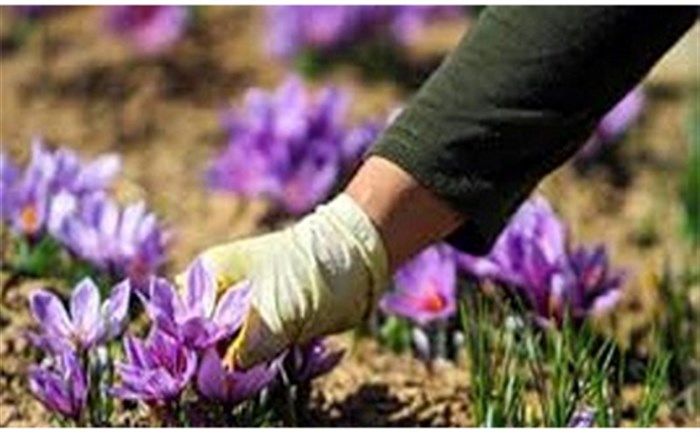 تولید زعفران ۵۰ درصد کاهش یافت