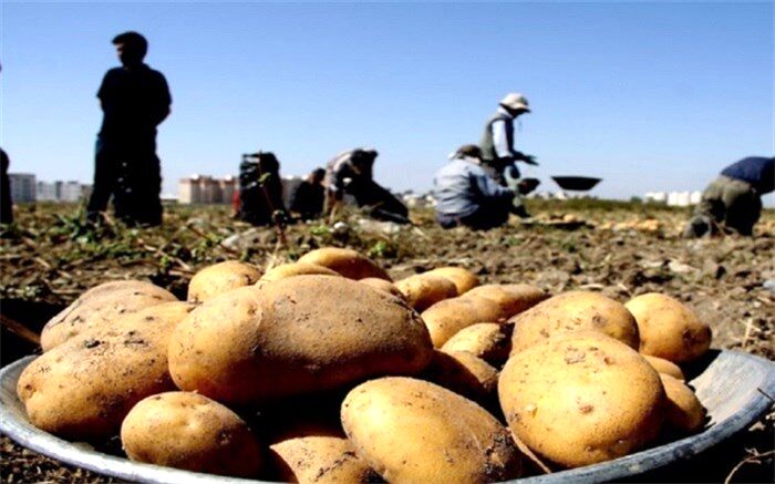 تولید سیب‌زمینی از مرز ۵ میلیون تن گذشت