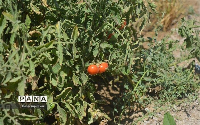 عوارض صادراتی گوجه فرنگی تمدید شد