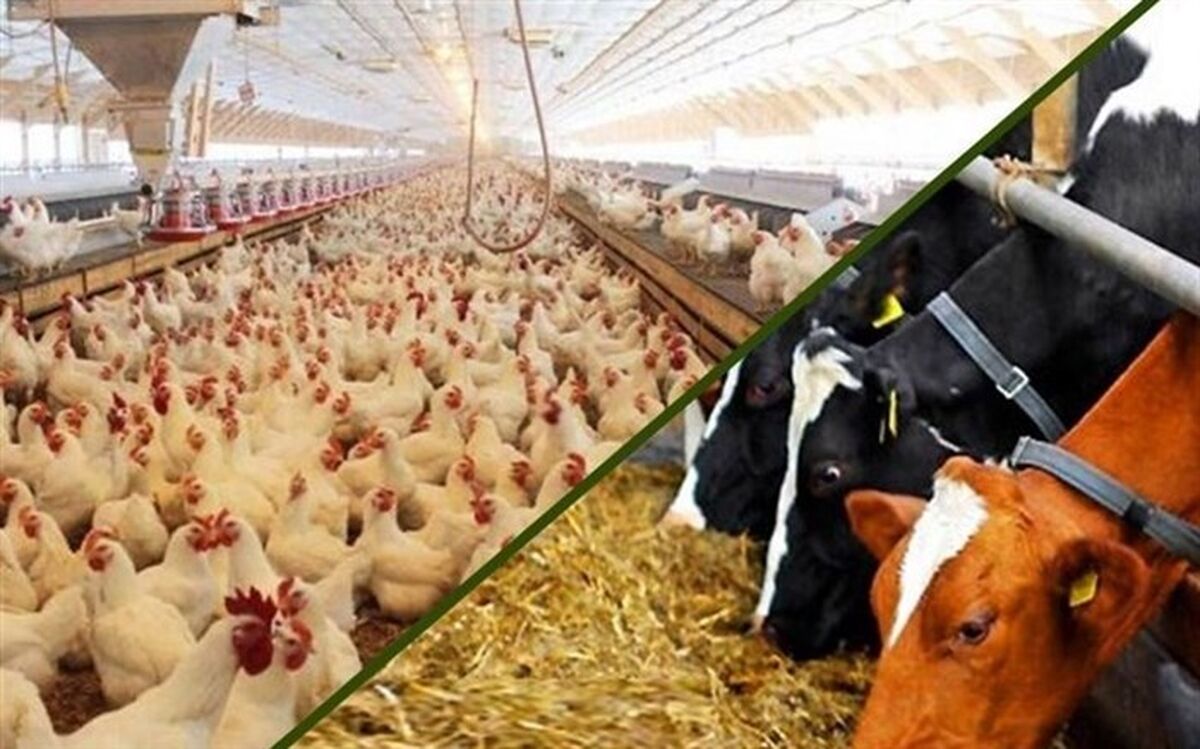 کارخانه‌های خوراک دام، طیور و آبزیان رتبه‌بندی می‌شوند