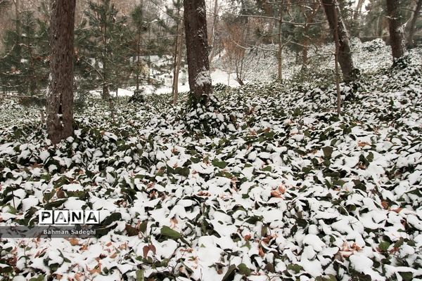 بارش برف زمستانی در تهران