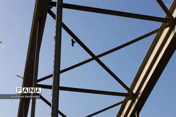 کارون؛ میزبان مهاجران مدیترانه‌ای