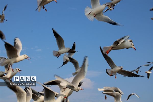 کارون؛ میزبان مهاجران مدیترانه‌ای