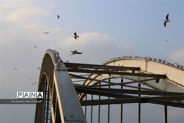 کارون؛ میزبان مهاجران مدیترانه‌ای