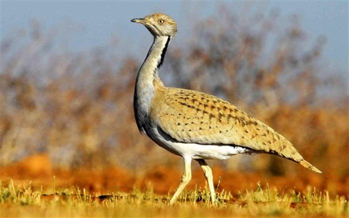 بازگشت یک قطعه هوبره به دامان طبیعت/فیلم