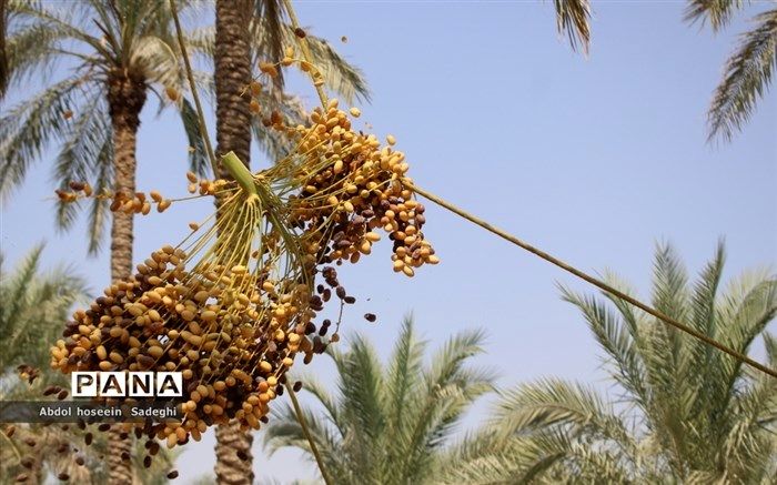 ‌۳۰ درصد خرمای تولید کشور صادر می‌شود