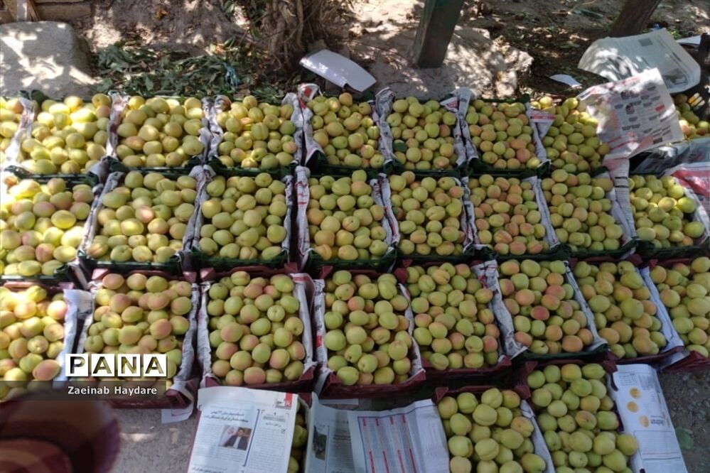 هشدار سازمان هواشناسی به کشاورزان و دامداران نسبت به کاهش محسوس دما از فردا