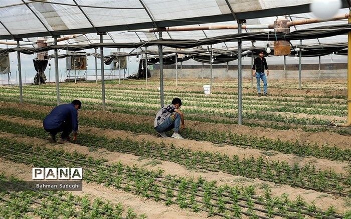 مجلس به‌دنبال ساماندهی محصولات تولیدشده هنرستان‌های کشاورزی است