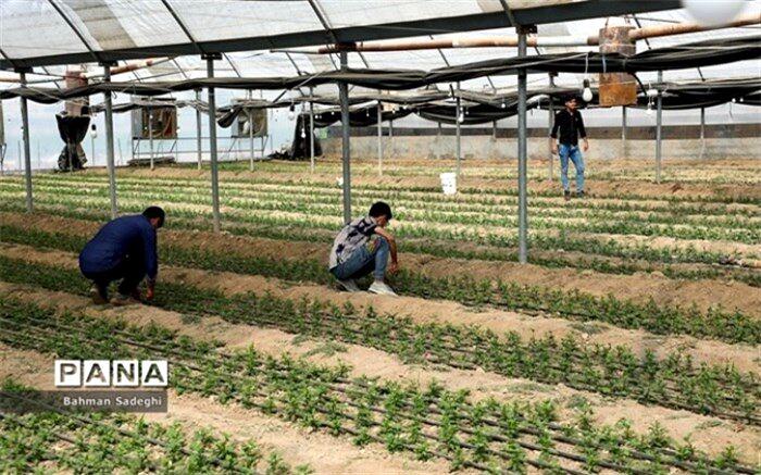 استفاده از ظرفیت هنرستان‌های کشاورزی برای تولید سبزیجات و صیفی‌جات
