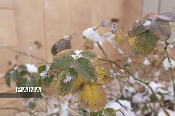 رنگ  سفید برف بر چهره ملارد و صفادشت