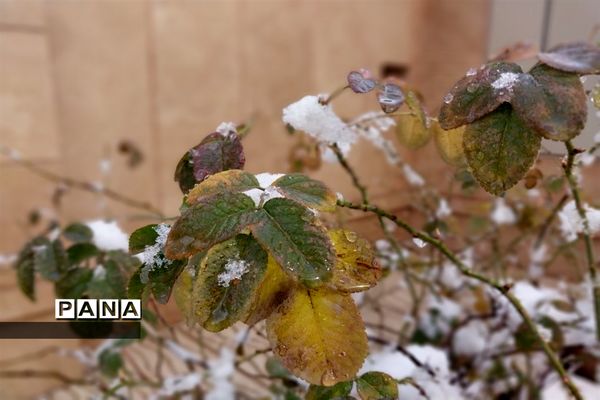 رنگ  سفید برف بر چهره ملارد و صفادشت