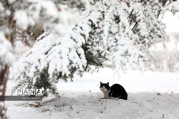 بارش برف زمستانی در تهران