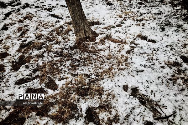بارش برف زمستانی در تهران