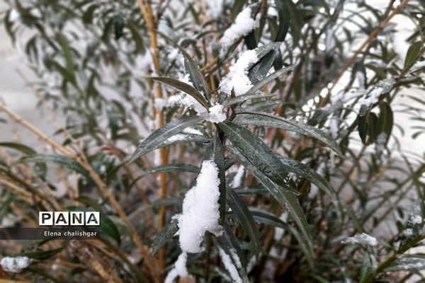 بهارستان سفیدپوش شد