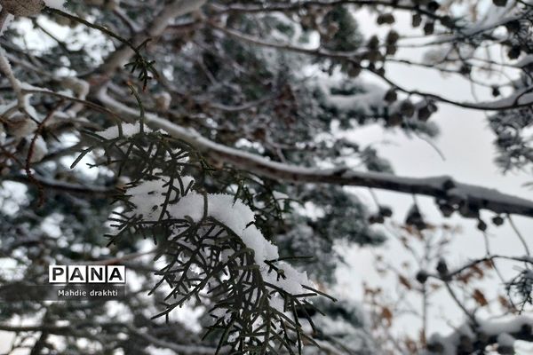 یک روز برفی در پارک جنگلی چیتگر