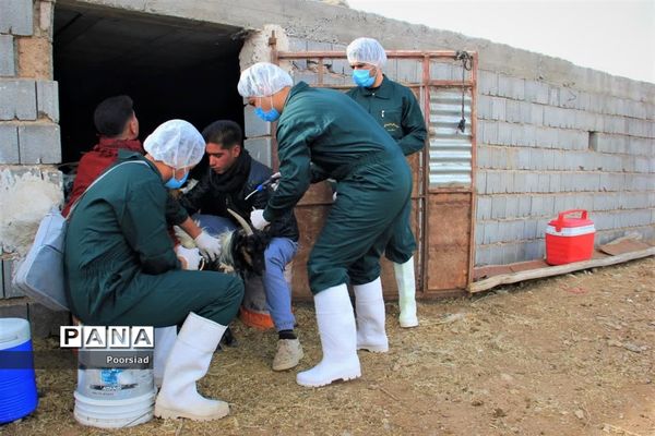 آغاز رزمایش جهادی دامپزشکی استان یزد در شهرستان ابرکوه