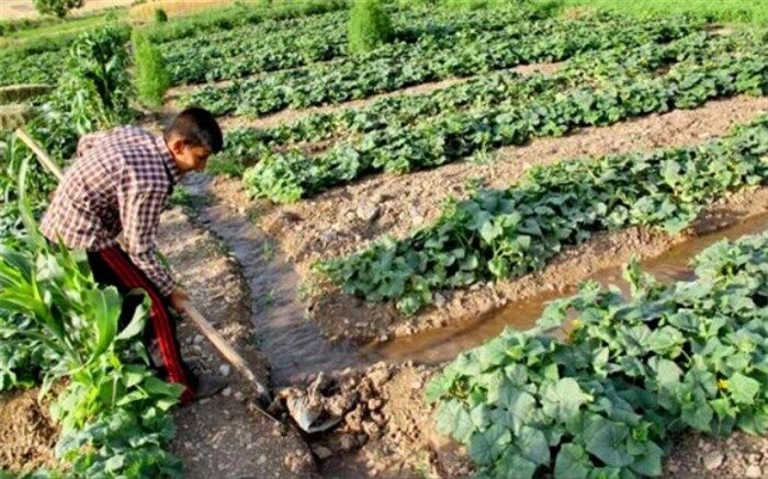اصلاح الگوی کشت درگرو فرهنگ‌سازی برای یکپارچه‌سازی اراضی است