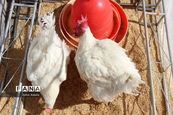 رویداد نمایشگاهی سازمان اقتصادی کوثردرنمایشگاه بین‌المللی تهران