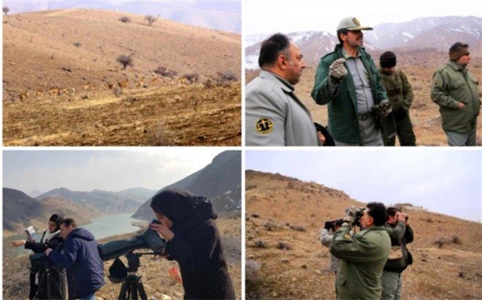 مشاهده 30 گونه مختلف پرندگان در سرشماری زمستانه حیات وحش استان تهران