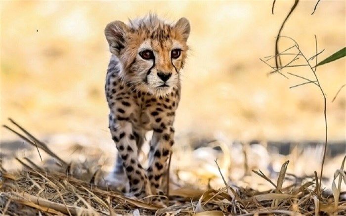 «پیروز» تلف شد/ فیلم