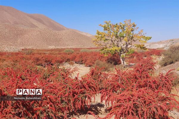 به بار نشستن نهال‌های زرشک در شهرستان زیرکوه استان خراسان جنوبی