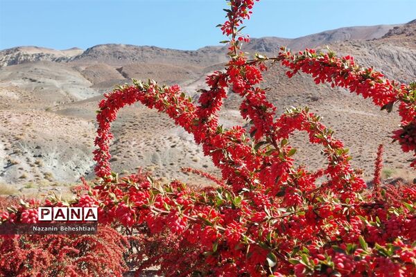 به بار نشستن نهال‌های زرشک در شهرستان زیرکوه استان خراسان جنوبی