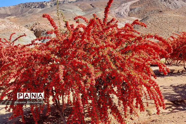 به بار نشستن نهال‌های زرشک در شهرستان زیرکوه استان خراسان جنوبی