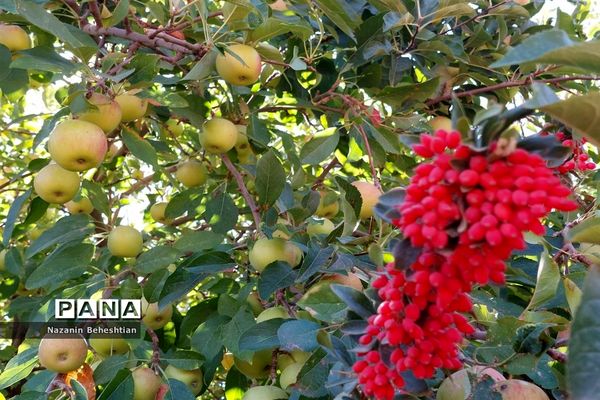 به بار نشستن نهال‌های زرشک در شهرستان زیرکوه استان خراسان جنوبی